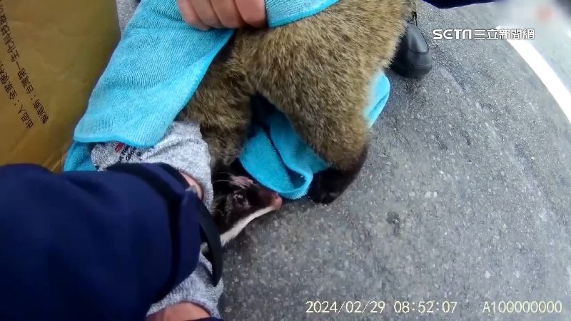 上班尖峰白鼻心誤闖市區！2警圍捕遭咬傷