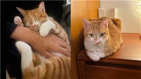  拿貓做實驗「從高處落地」！掀網撻伐　補教師急道歉（圖／翻攝自臉書）