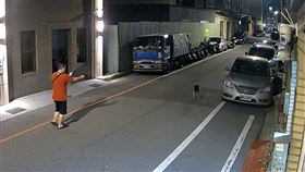 流浪犬,開槍,射擊,桃園（圖／翻攝自《爆料公社》）