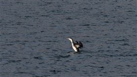 罕見紅喉潛鳥現蹤鳥嘴潭人工湖經濟部水利署中區水資源分署日前表示，鳥嘴潭人工湖啟動蓄水後曾記錄到多種水域鳥類出沒，今年農曆春節期間更有重大發現，在鳥嘴潭B湖面觀察到一隻罕見紅喉潛鳥，並邀農業部生物多樣性研究所共同記錄。（水利署中區水資源分署提供）中央社記者蕭博陽南投縣傳真  113年3月6日