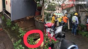 台電,新北產業科技園區,變電箱,老鼠(讀者提供)