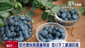 (推)山丘藍莓13171811