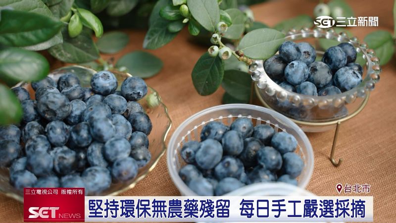 2024藍莓季開跑！台灣本土藍莓季正式開始