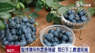 2024藍莓季開跑！台灣本土藍莓季正式開始
