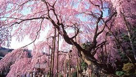 【栃木】櫻花的太山寺（3月中旬～3月下旬）（圖／日本栃木縣國際觀光課提供）