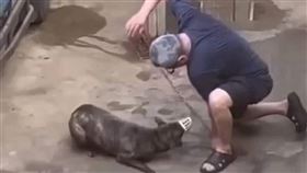 台中工廠傳虐狗！黑衣男爆拳毆狗全都錄（圖／江和樹提供）