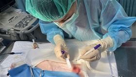 犬貓絕育可防多種疾病  新北動保處推補助新北市動保處表示，為犬隻施行絕育手術好處多多，可避免引起母犬子宮蓄膿，公犬睪丸腫瘤、疝氣、或圍肛腺瘤等疾病；為鼓勵飼主為家中毛小孩絕育，動保處也有提供相關補助，盼減輕飼主負擔。（新北市動保處提供）中央社記者楊侃儒傳真  113年3月9日