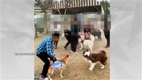 寵物公園變狩獵場　小鹿被狗群狂追「咬到流血」