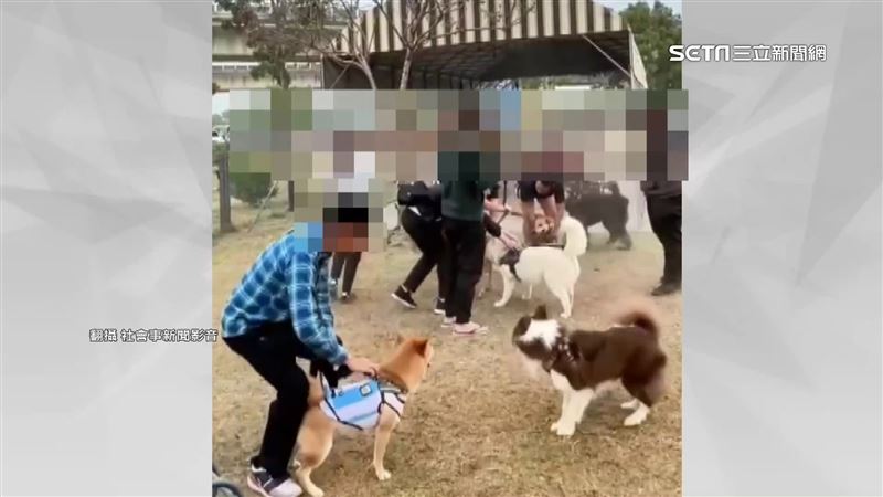 寵物公園變狩獵場　小鹿被狗群追咬到流血
