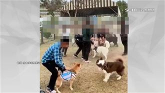 寵物公園變狩獵場　小鹿被狗群追咬到流血