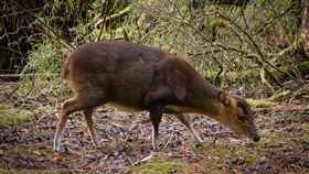 塔塔加山區  野生水鹿覓食（2）台灣水鹿主要棲息在海拔1000公尺以上中高海拔的原始森林，以樹葉與嫩草為主食，塔塔加遊憩區周邊山區有時可見野生水鹿在草叢間出沒覓食。中央社記者王騰毅攝  111年1月30日