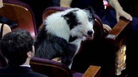 《墜惡真相》中的要角是一隻法國邊境牧羊犬「梅西」。（圖／美聯社／達志影像）