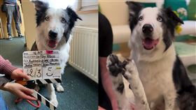 奧斯卡狗狗梅西Messi。（圖／翻攝自lauraandmessi IG）