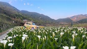 竹子湖純白海芋盛開中。（圖／翻攝自台北市政府官網）