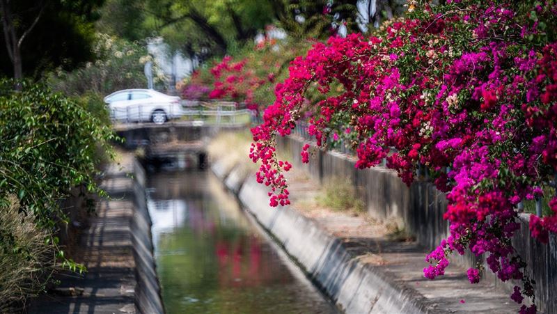 九重葛盛放如花瀑、桃花心木換春裝！