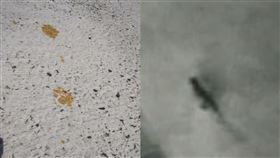 日本廣島縣福山市日前有一隻貓誤闖入電鍍工廠的六價鉻槽，讓福山市府急呼籲民眾不要摸牠。（翻攝自山陽新聞、 ANNnewsCH YouTube）