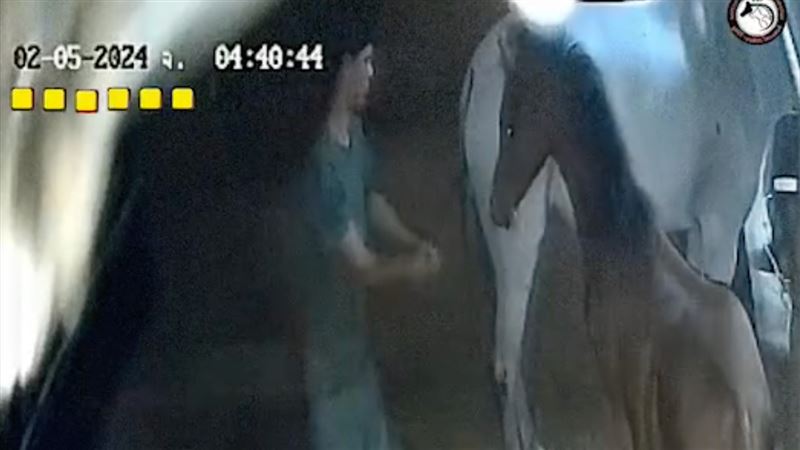 他性侵懷孕母馬害流產！主人看監視器崩潰