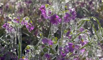 急凍-0.6度！武陵農場變「台版冰雪奇緣」