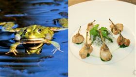 「蛙腿」太對胃！法國人挨轟「把蛙吃到滅絕」