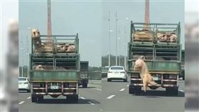 ▲國道驚現豬跳車悲劇，嚇壞後方目睹民眾。（圖／翻攝「屏東小鎮」臉書）

