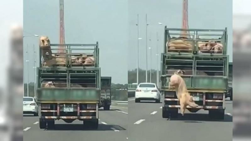 國道驚見「越獄」天降豬豬　超扯畫面曝光