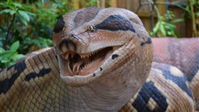 巨型蟒蛇(示意圖／PIXABAY)