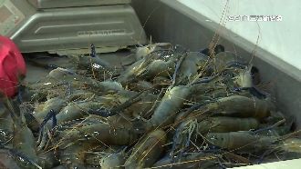 泰國蝦漲「1台斤435元」　釣蝦場苦撐營運