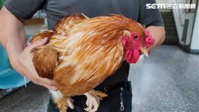 新北市，板橋，新北動保處，家禽霸王，梵天雞