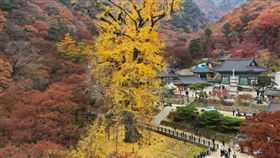 「丹後鐵道觀光列車一日遊」，搭乘丹後鐵道赤松號，還原電影神隱少女海上列車場景，並前往日本三景天橋立、元伊勢籠神社及智恩寺等周邊景點，售價3,045元起。（圖／KKday提供）