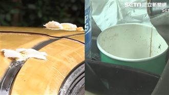 保母夫計程車被丟雞蛋　葛斯齊懷疑有共犯