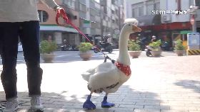 文 毛小孩是鵝1800