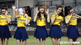 ▲中華職棒35年熱身賽，PS女孩在大巨蛋迷路。（圖／記者劉彥池攝影）