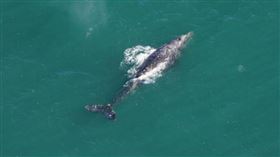 灰鯨,大西洋,太平洋,全球暖化