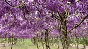 淡水紫藤花園,翻攝自臉書粉專