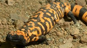 「美國毒蜥」（Gila monster）翻攝自聖地牙哥動物園官網