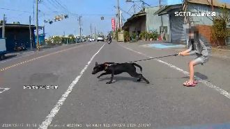 獨／女童拉不住！黑狗暴衝險釀騎士車禍