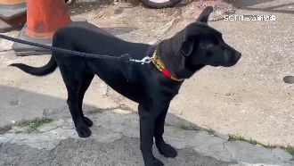 黑狗發情衝路害女摔死！他餵狗半年遭判刑