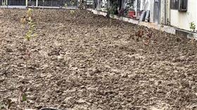 柯文哲,農地,改善,芭樂樹（圖／翻攝畫面）