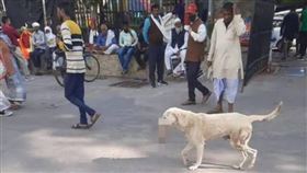 印度北方邦首府勒克瑙市（Lucknow）一隻流浪狗日前出現在當地喬治國王醫科大學百年醫院（King George Medical University）內亂竄。誇張的是，牠的口中竟叼著一隻人類斷手，還當眾啃咬，嚇壞現場民眾。而後續院方也坦承疏失，指出流浪狗咬的斷手是院內病患的手。