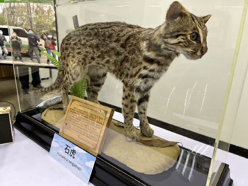 石虎為一級保育類野生動物，依法禁止買賣，連標本也不行。（圖／中央社）