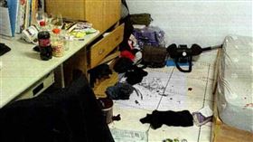 新北市淡水區一名男大生在出租宿舍虐殺貓隻致死，動保處獲報介入調查，該名男大學生酒後藉故進出學姐租屋房間，偷偷將學姐飼養的貓隻帶走虐殺