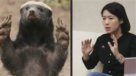 徐巧芯（右）跟蜜獾形成趣味對比（圖／公視提供）