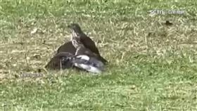 公園鷹叼鳥1800

台中,中央公園,攻擊,老鷹,鳳頭蒼鷹,捕食,鴿子