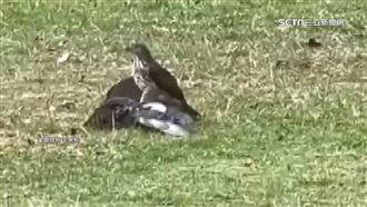 獨／公園老鷹抓鴿子　民眾阻孩：不要過去