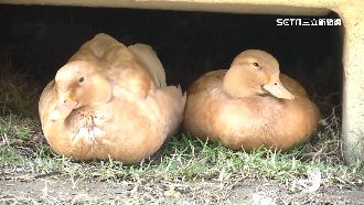 寵物鴨寄宿後骨折　飼主怒：4天沒人發現