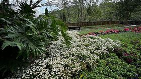 十八尖山賞花季