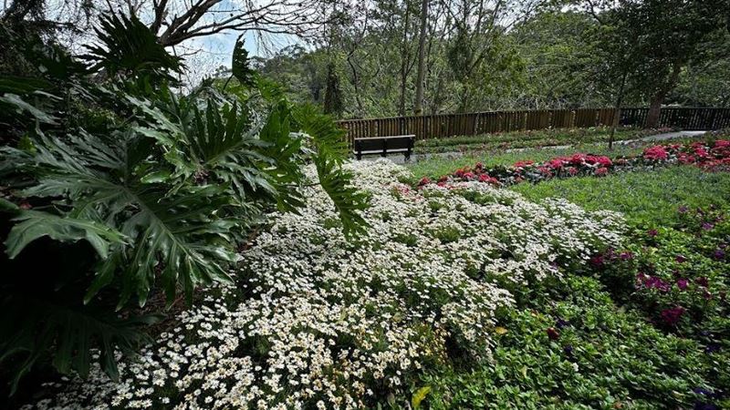 十八尖山百年慶賞花季　3000株盆栽等你拿