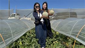 水果,韓國,網紅,香瓜,哈密瓜,農田