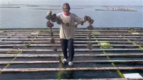 蚵仔大量死亡！台南沿海蚵農「損失逾4億」
