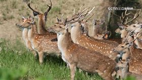 目擊恆春「梅花鹿」過馬路　駕駛嚇傻急踩剎車